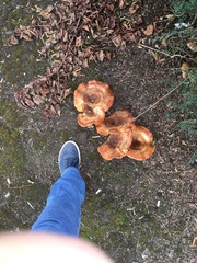 Paxillus involutus