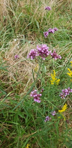 Verbena bonariensis