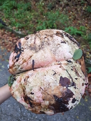 Rubroboletus