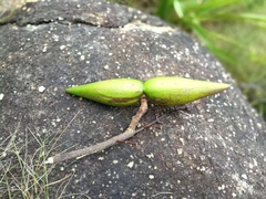 Strophanthus divaricatus