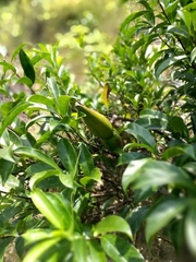 Strophanthus divaricatus