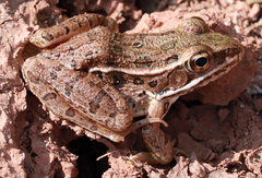 Lithobates blairi