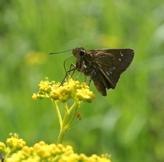 Polytremis zina