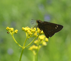 Polytremis zina