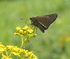 Polytremis zina