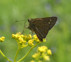 Polytremis zina