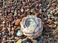 Echeveria lilacina