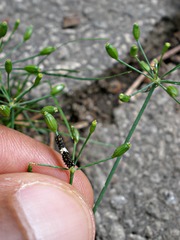 Papilio polyxenes