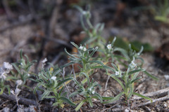 Cryptantha traskae