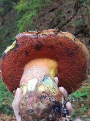 Rubroboletus