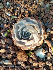 Echeveria lilacina