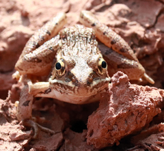 Lithobates blairi