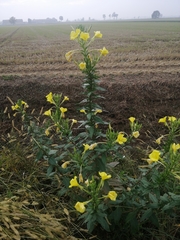 Oenothera stucchii