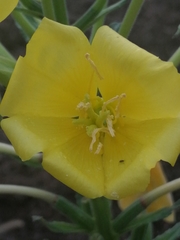 Oenothera stucchii