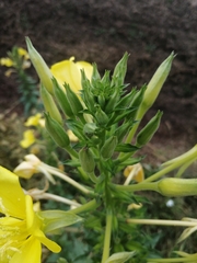 Oenothera stucchii