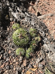 Echinofossulocactus lamellosus