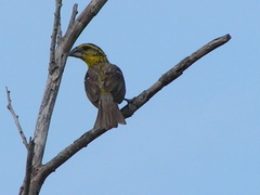 Pheucticus chrysopeplus