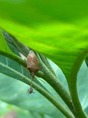 Supputius cincticeps