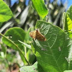 Orphanostigma abruptalis