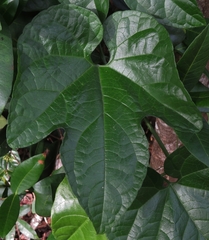 Trichosanthes pilosa