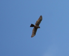 Accipiter rufiventris