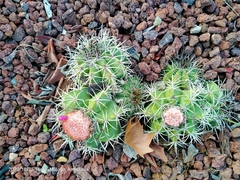 Melocactus conoideus