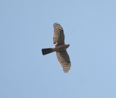 Accipiter rufiventris