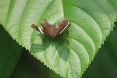 Abisara fylla