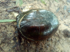 Kinosternon subrubrum subrubrum