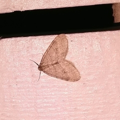 Operophtera fagata