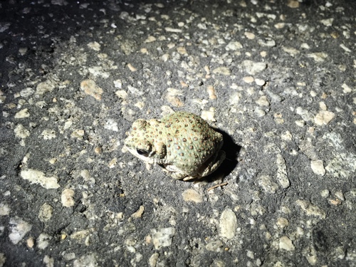 iNaturalist observation photo of Red-spotted Toad