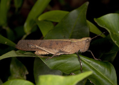 Phaeoparia lineaalba