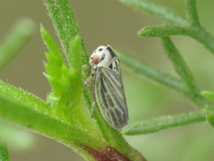 Macropsidius dispar