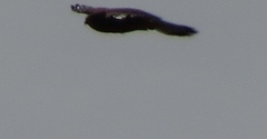 Accipiter melanoleucus