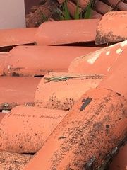 Anatololacerta pelasgiana