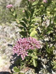 Grazielia brevipetiolata