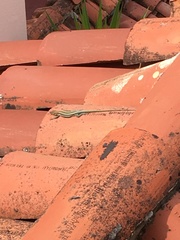 Anatololacerta pelasgiana