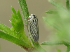Macropsidius dispar