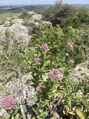 Grazielia brevipetiolata