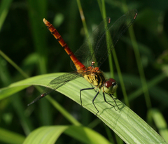 Sympetrum kunckeli