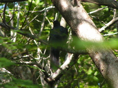 Trogon citreolus