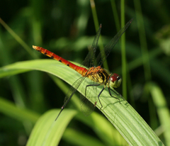 Sympetrum kunckeli