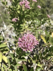Grazielia brevipetiolata