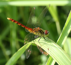 Sympetrum kunckeli