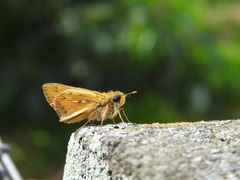Hylephila phyleus phyleus