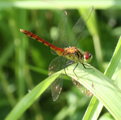 Sympetrum kunckeli