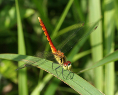 Sympetrum kunckeli