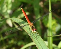 Sympetrum kunckeli