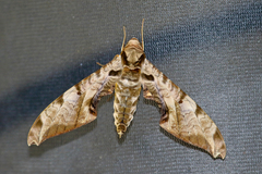 Protambulyx
