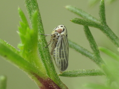 Macropsidius dispar